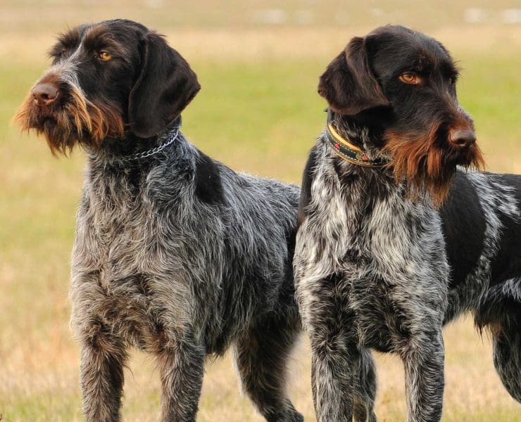 A seemingly identical dogs, a German Wirehaired Pointing and Deutsch Drahthaar sit next to each other