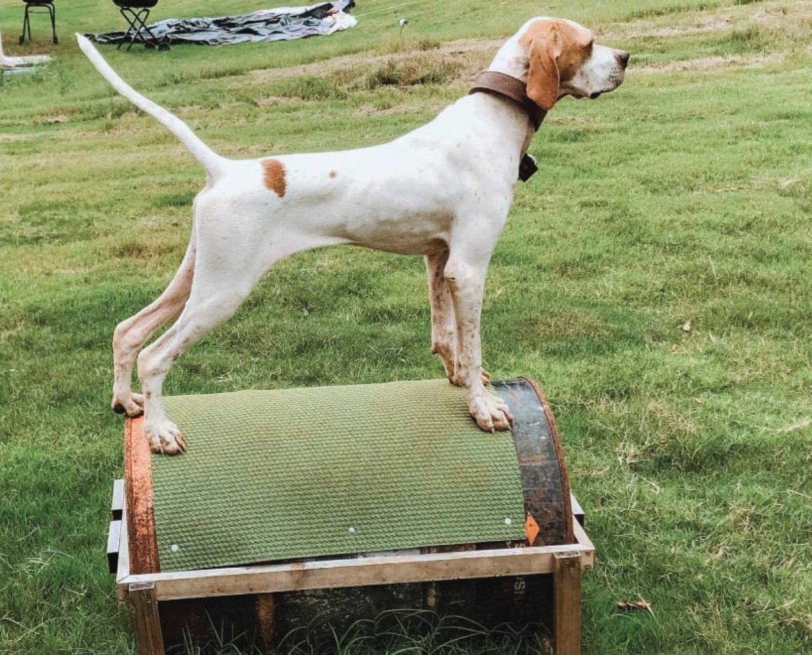 A pointer being whoa trained on a barrel with Durrell Smith
