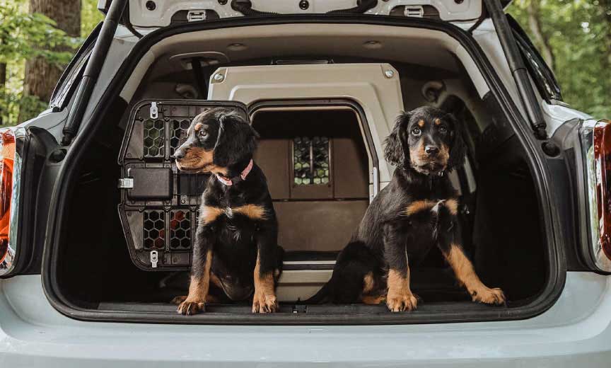 Puppy in the back of an SUV with a kennel. 