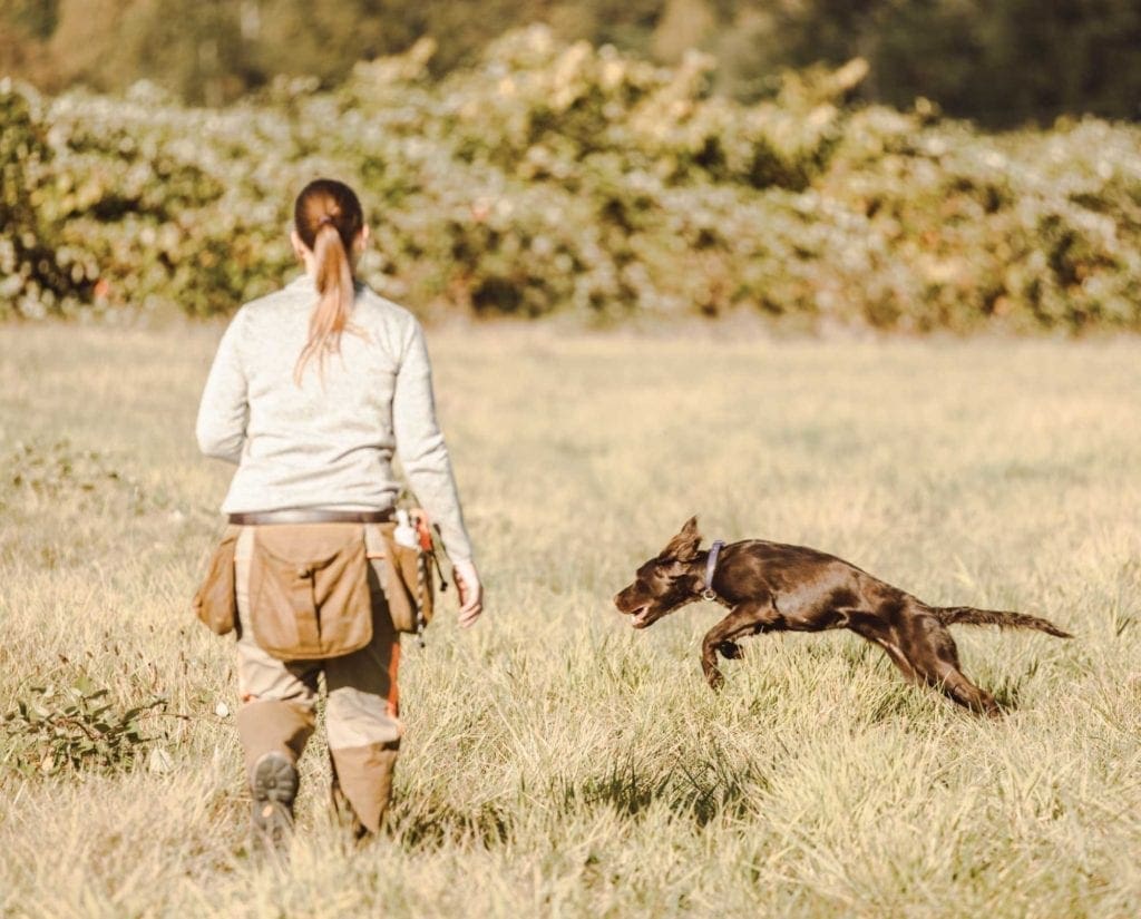 The author trains a dog in the field. 