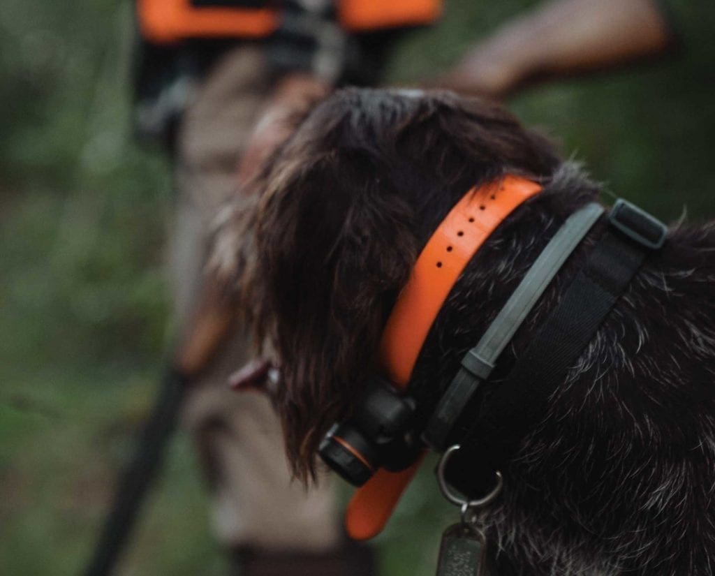 Dogtra 2700T&B Training And Beeper Collar Review - Project Upland