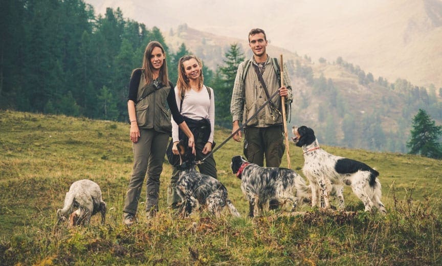 A group of people walking English setters in the Italian alps. 