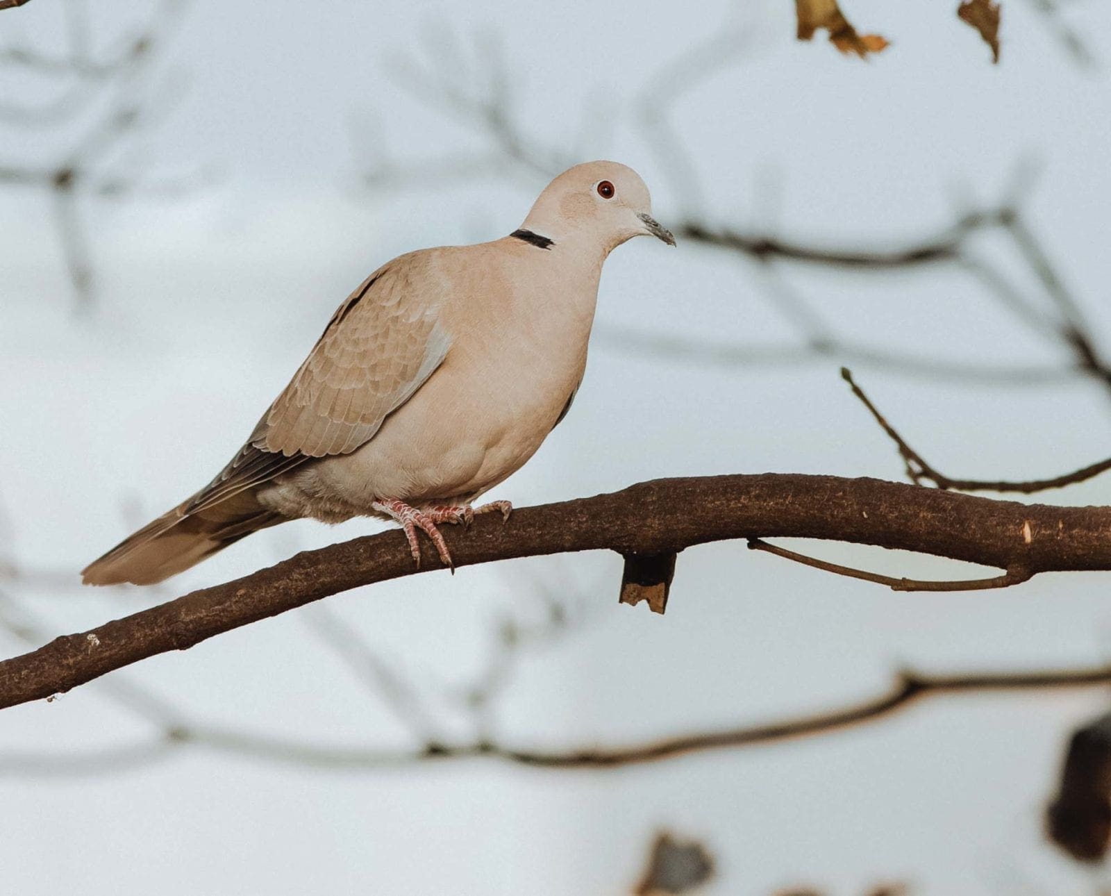 A Eurasian Collared-Dove sits on a branch