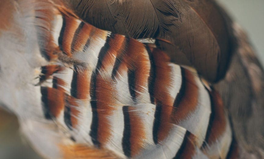 A close up image of a chukar
