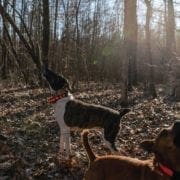 A hound barks and a squirrel while small game hunting in Kentucky.