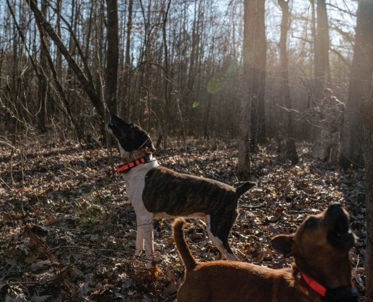 A hound barks and a squirrel while small game hunting in Kentucky.