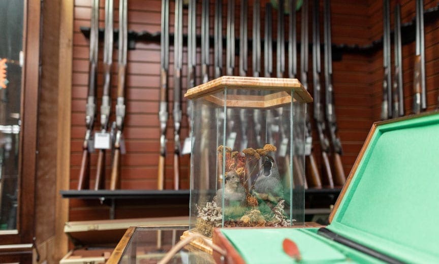 inside the Olathe gun shop with mounted birds on a counter and a gun rack. 