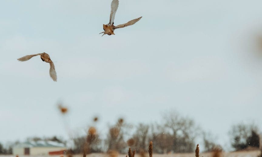 Two pheasant flying away from hunters. 