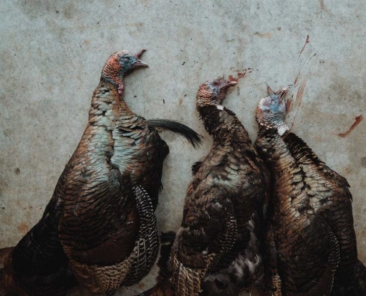 Three turkeys, hunted during the Connecticut turkey hunting season.