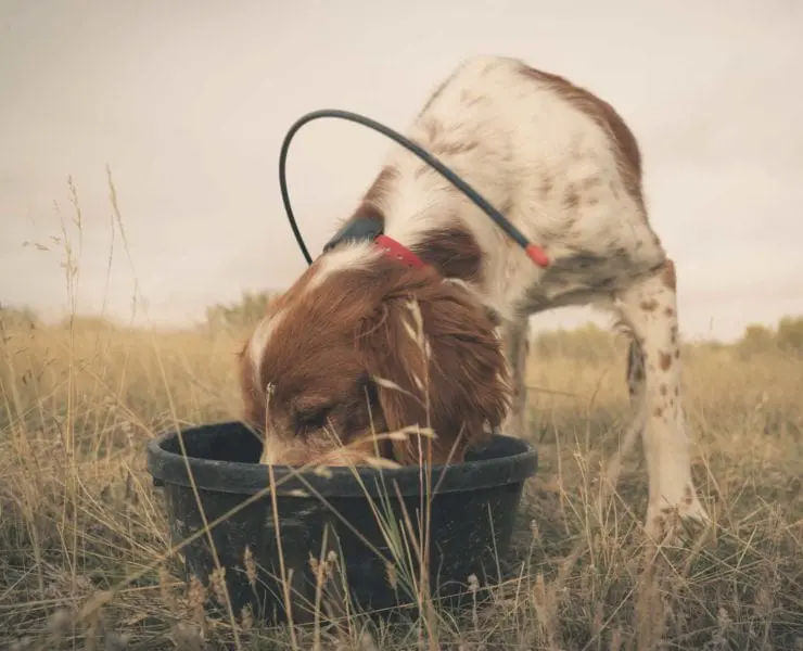 An American Brittany eating dog food after a hunt for birds in the west.