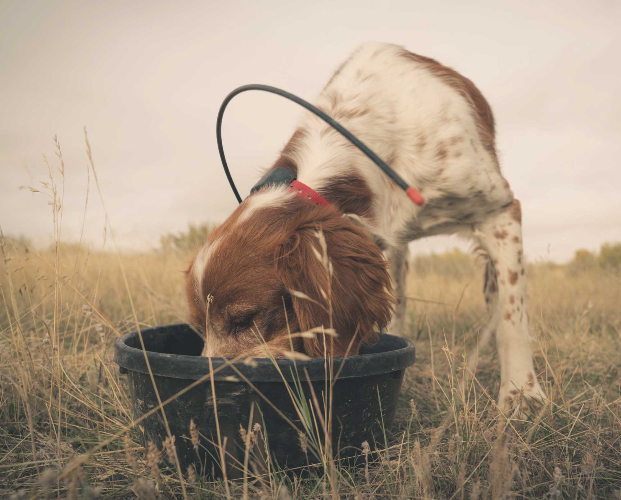What is the Best Nutrition for Hunting Dogs? - Project Upland Magazine