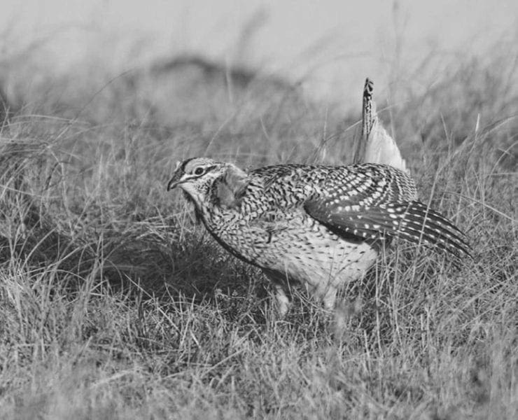 Sharp-tailed grouse dancing on a lek
