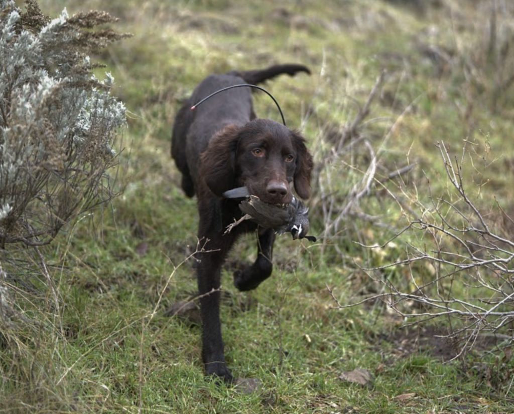 A Deutsch Langhaar retrieves a California quail, also called a valley quail, in Oregon while hunting upland game birds.