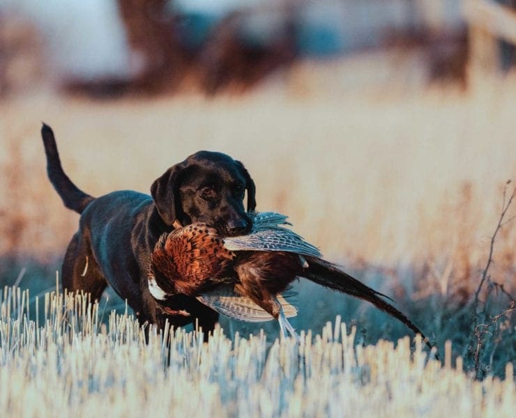 A bird dog retrieves a ring neck pheasant.