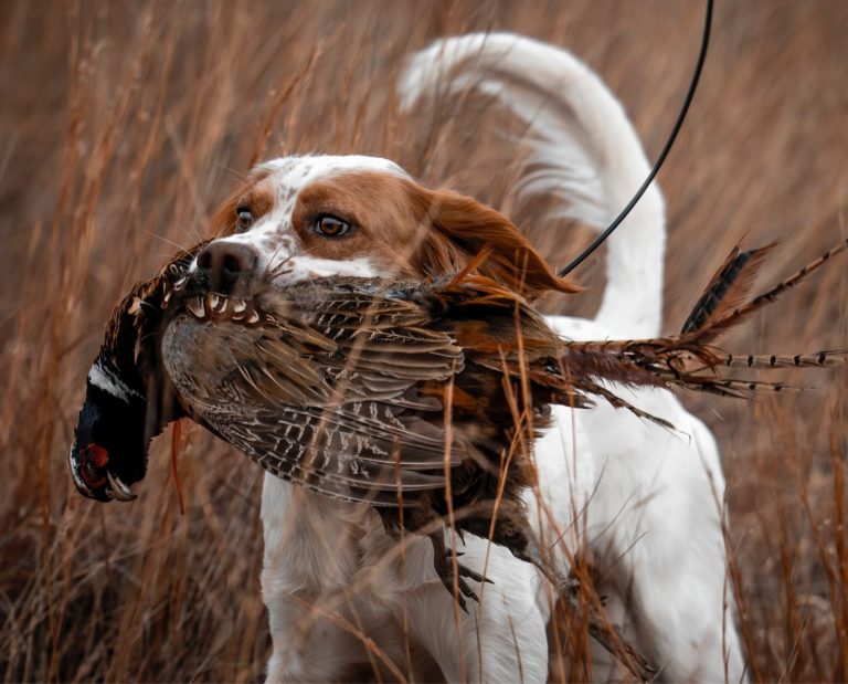 A bird dog retrieves a pheasant, the most popular upland game bird to hunt in the united states, in Nebraska.