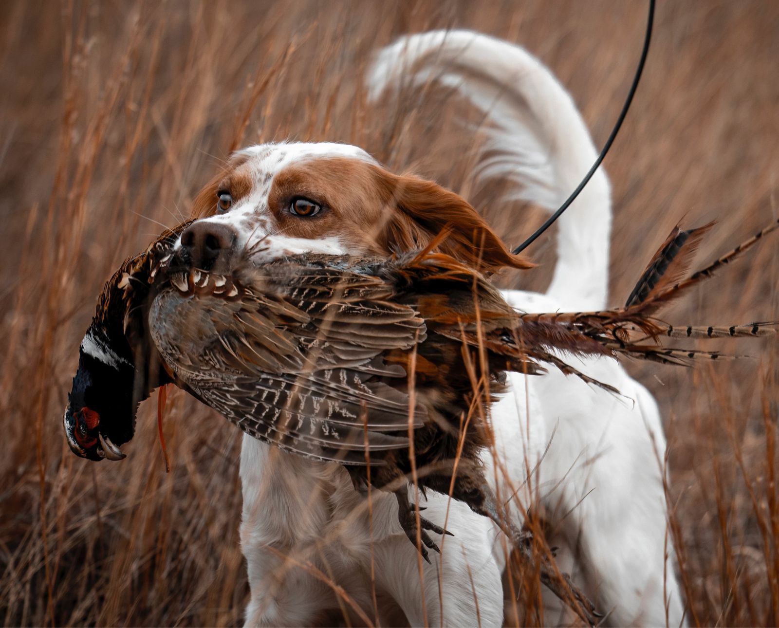 A bird dog retrieves a pheasant, the most popular upland game bird to hunt in the united states, in Nebraska.