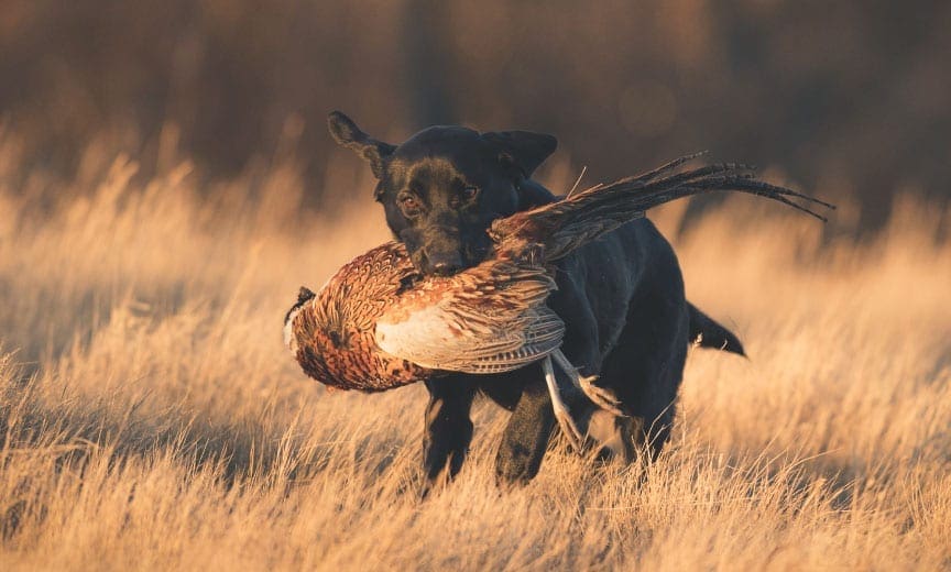 Ring-Necked Pheasant: Game Bird Profile - Gun Dog
