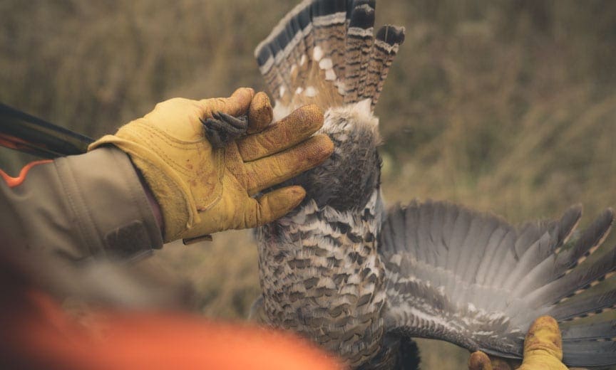 ruffed grouse 10 Most Popular and Obscure Upland Game Birds in North America