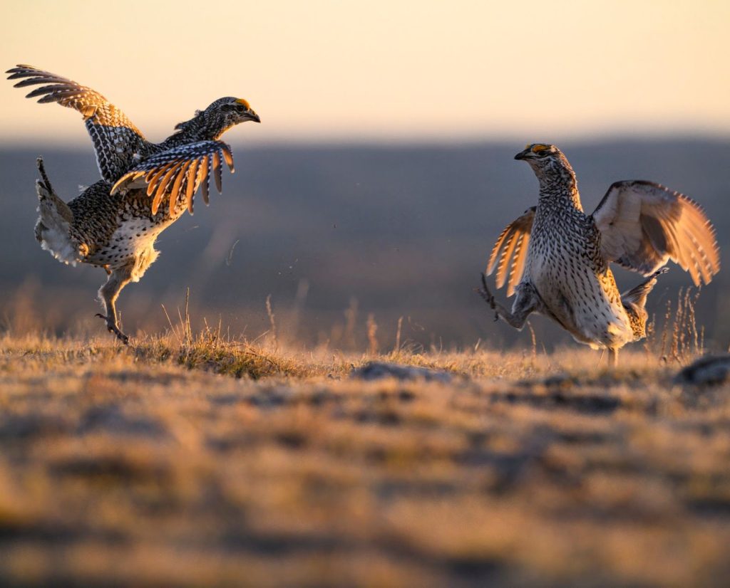 Two sharp-tailed grouse fight on a lek during the breeding season. They are one of the most popular upland game birds to hunt.