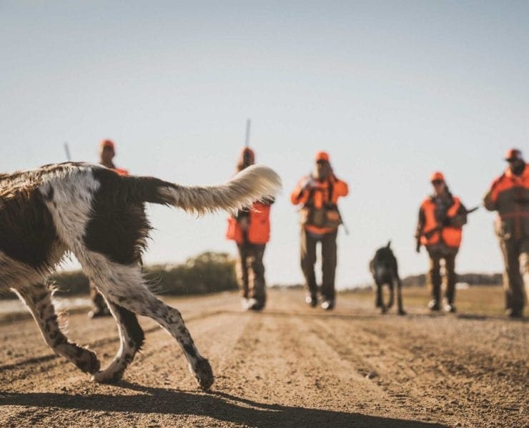 a group of sharp-tailed grouse hunters in Minnesota with bird dogs.