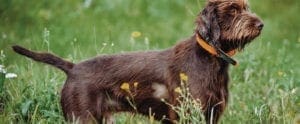 A side profile of a Pudelpointer while hunting.