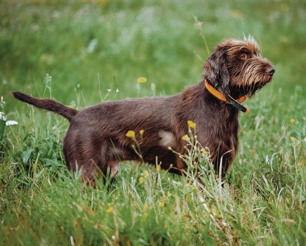 A side profile of a Pudelpointer while hunting.