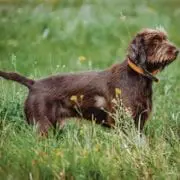 A side profile of a Pudelpointer while hunting.