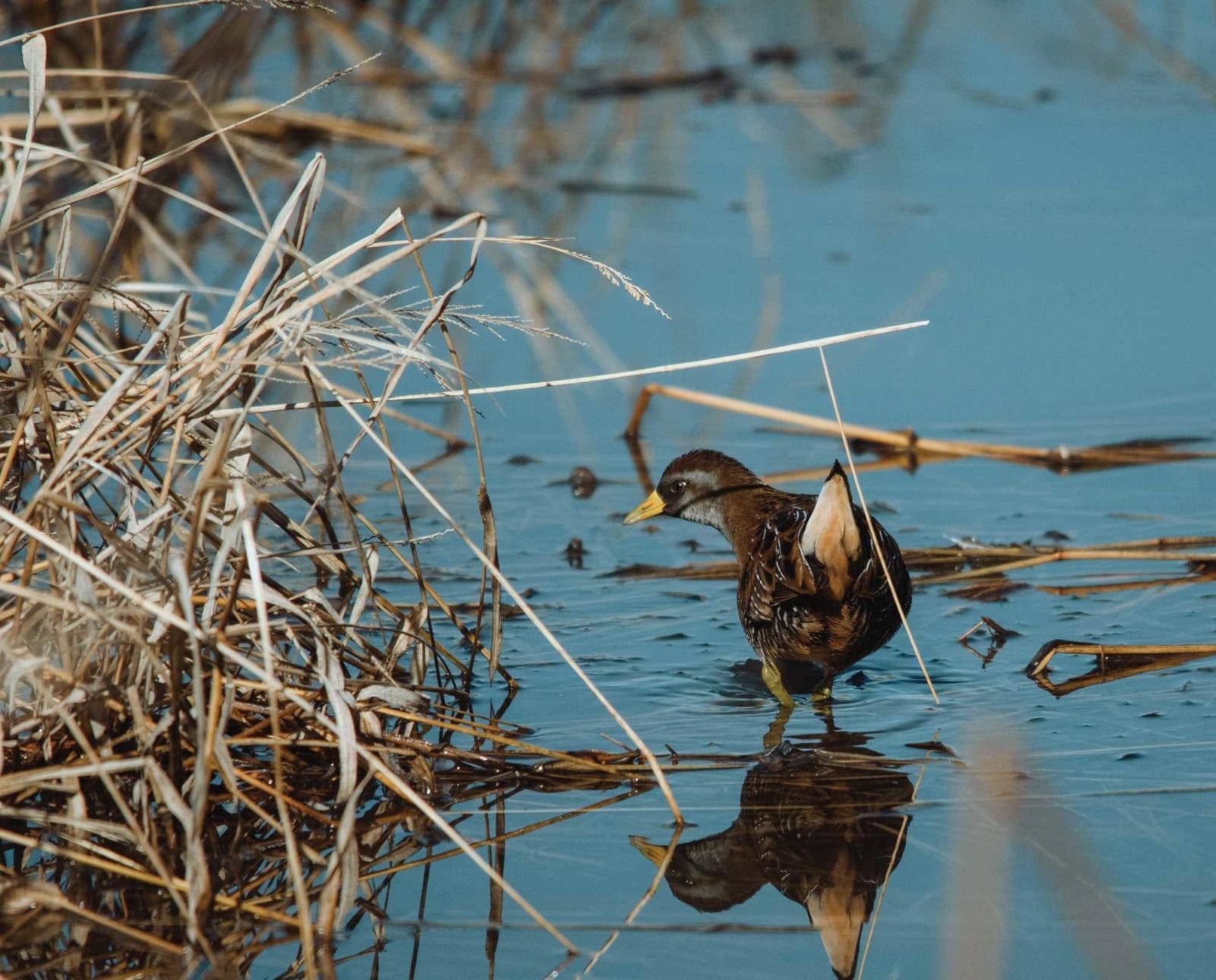 A sora rail on the edge of a water line during hunting season.