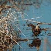 A sora rail on the edge of a water line during hunting season.