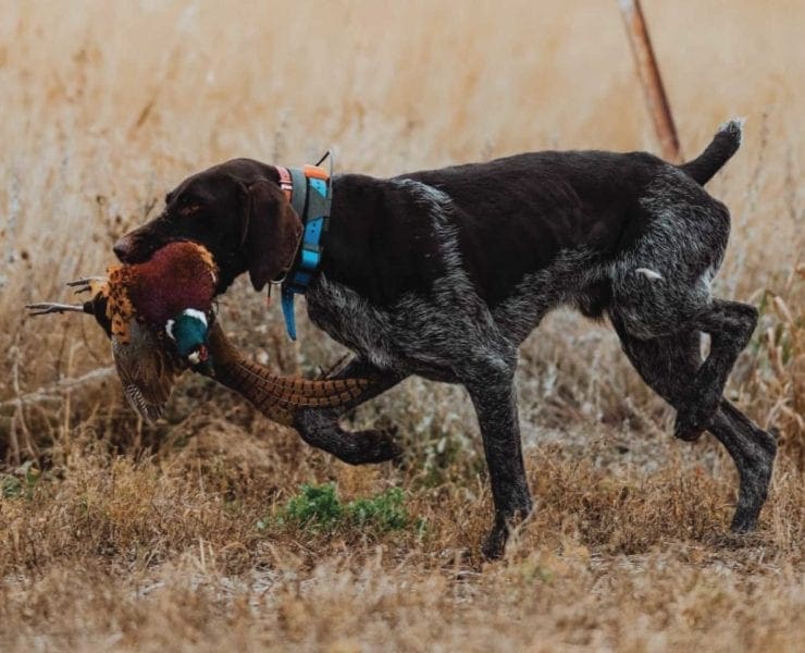 A bird dog retrieving a pheasant in South Dakota