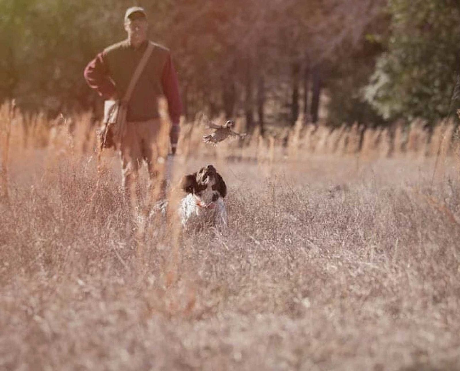 Todd Agnew trains a spaniel in a field for bird hunting.