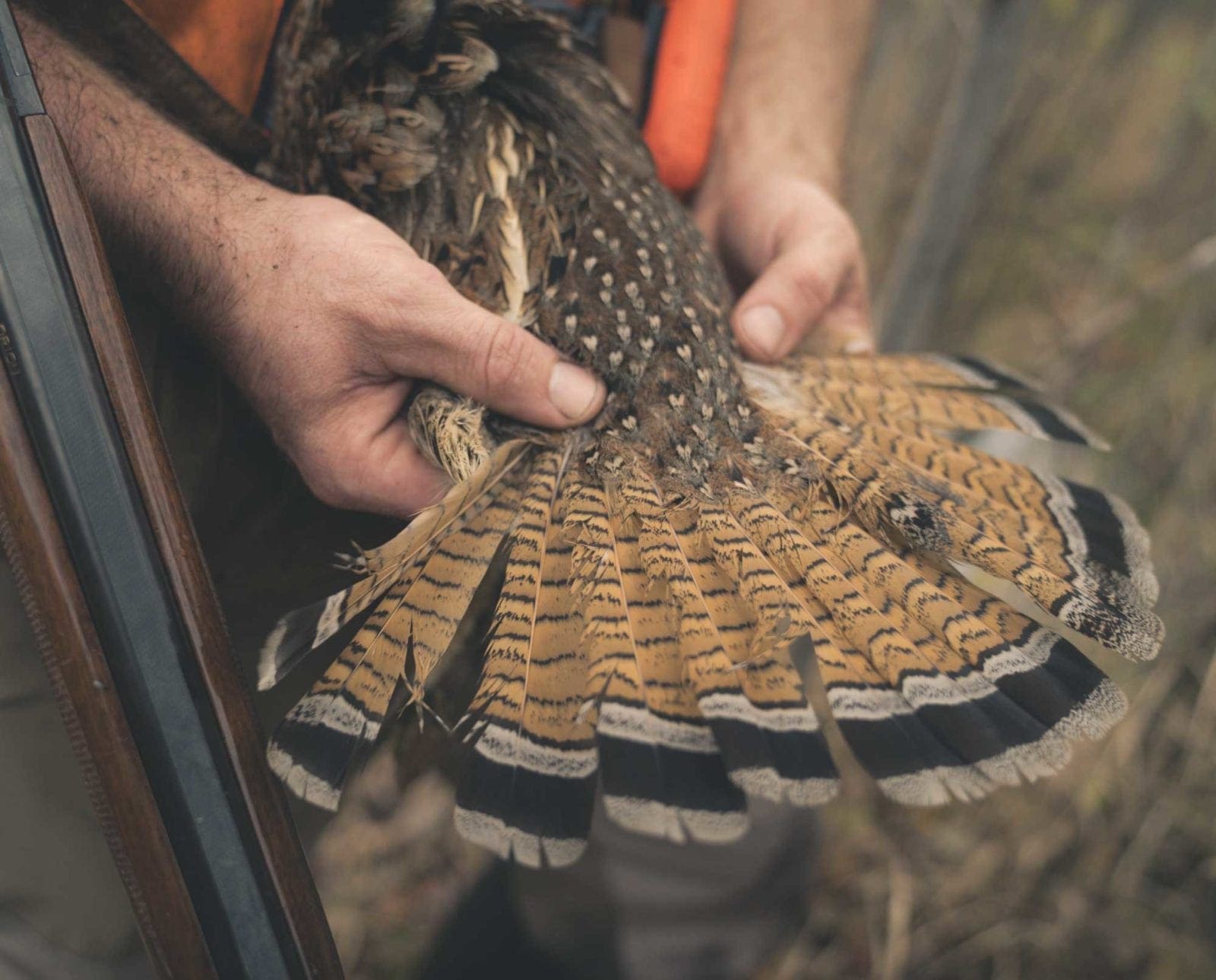 A grouse hunter holds a ruffed grouse fan open during a hunt.