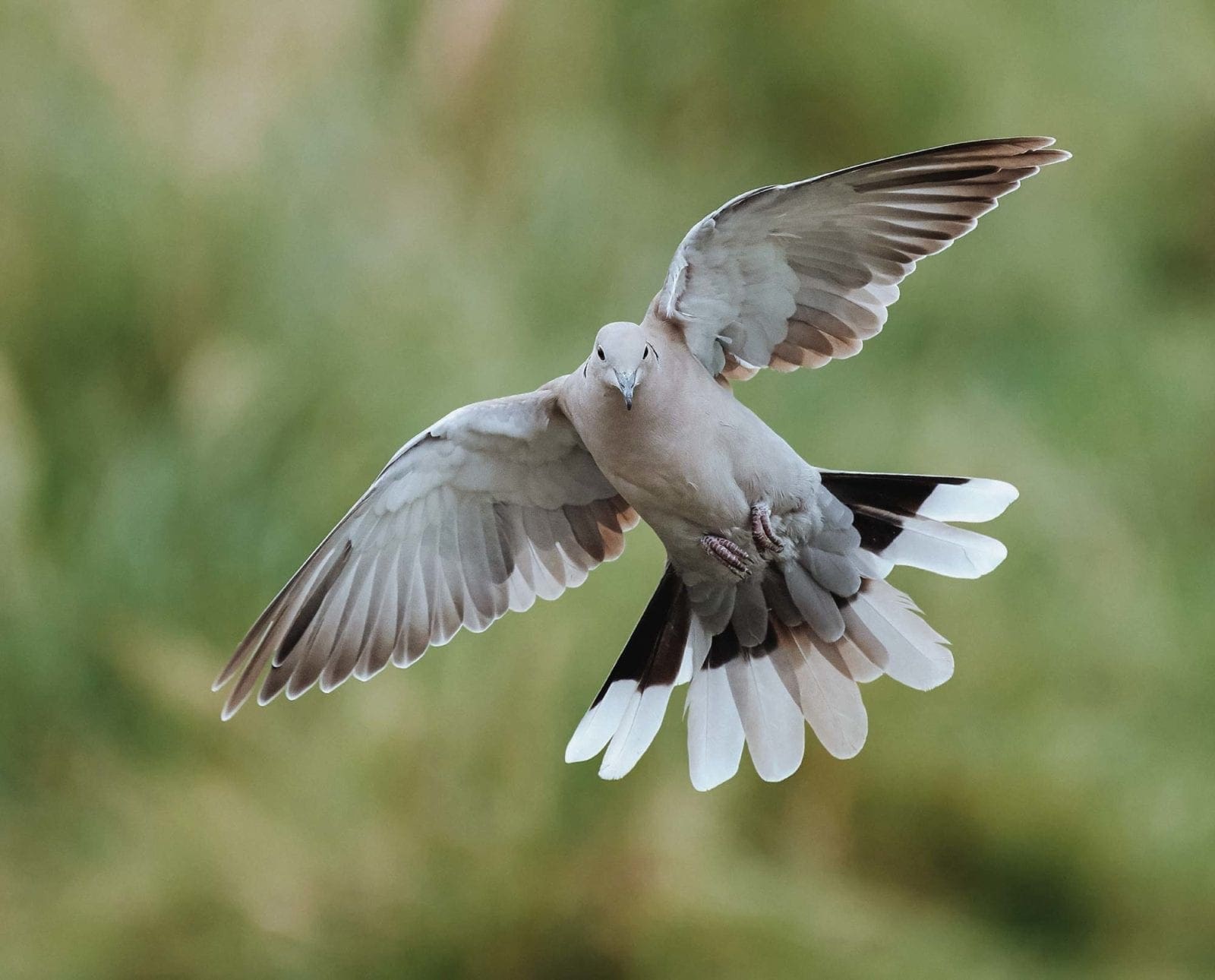 A dove flushes after being pushed by a hunter