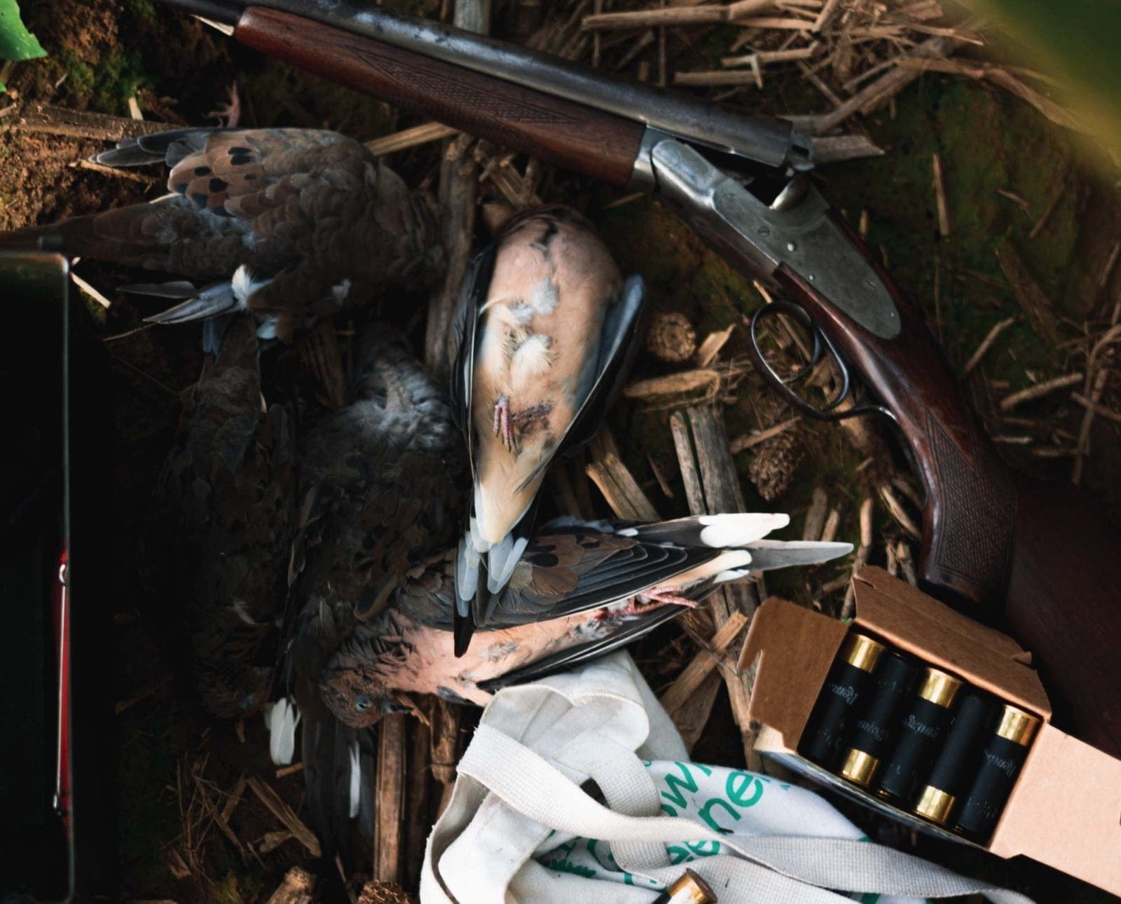 A shotgun and shotgun shells on a dove hunt.