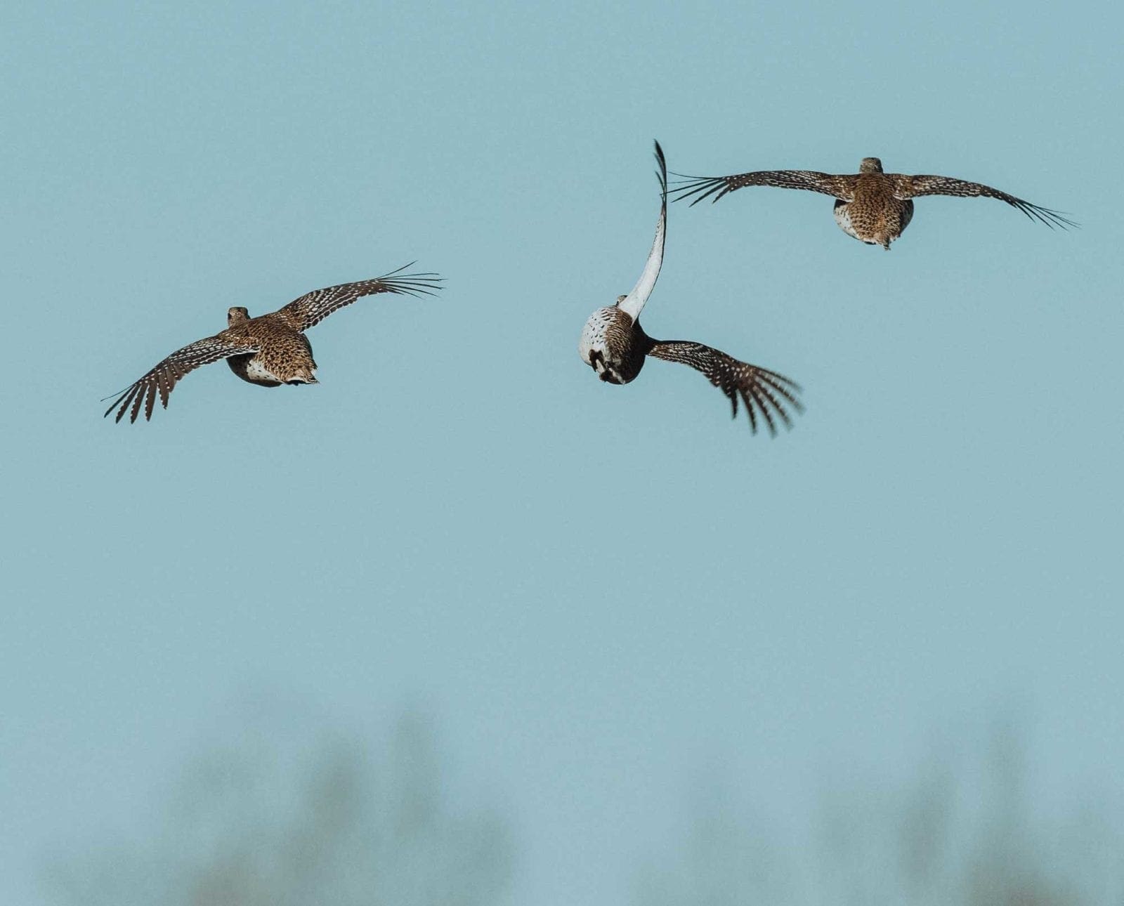 A brood of sharp-tailed grouse flying away from a hunter.