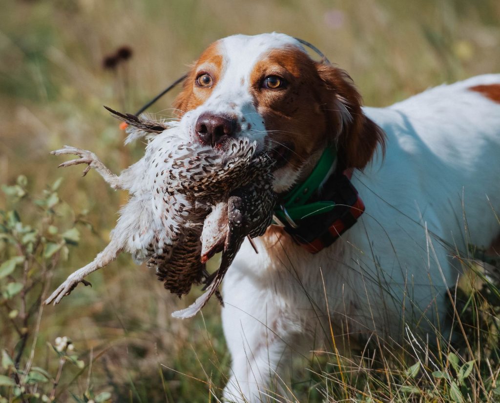 A bird dog retrieves a sharp-tailed grouse during the early hunting season.