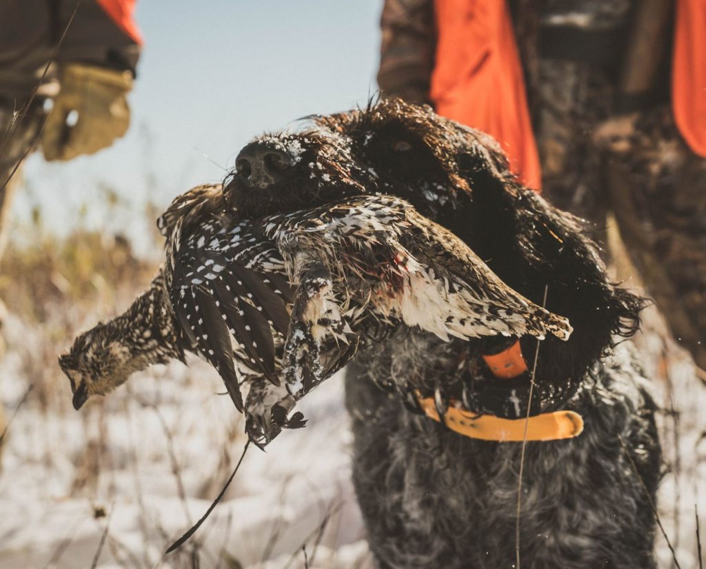 A hunting dog holds a sharp-tailed grouse after retrieving the bird during the snowy late season.