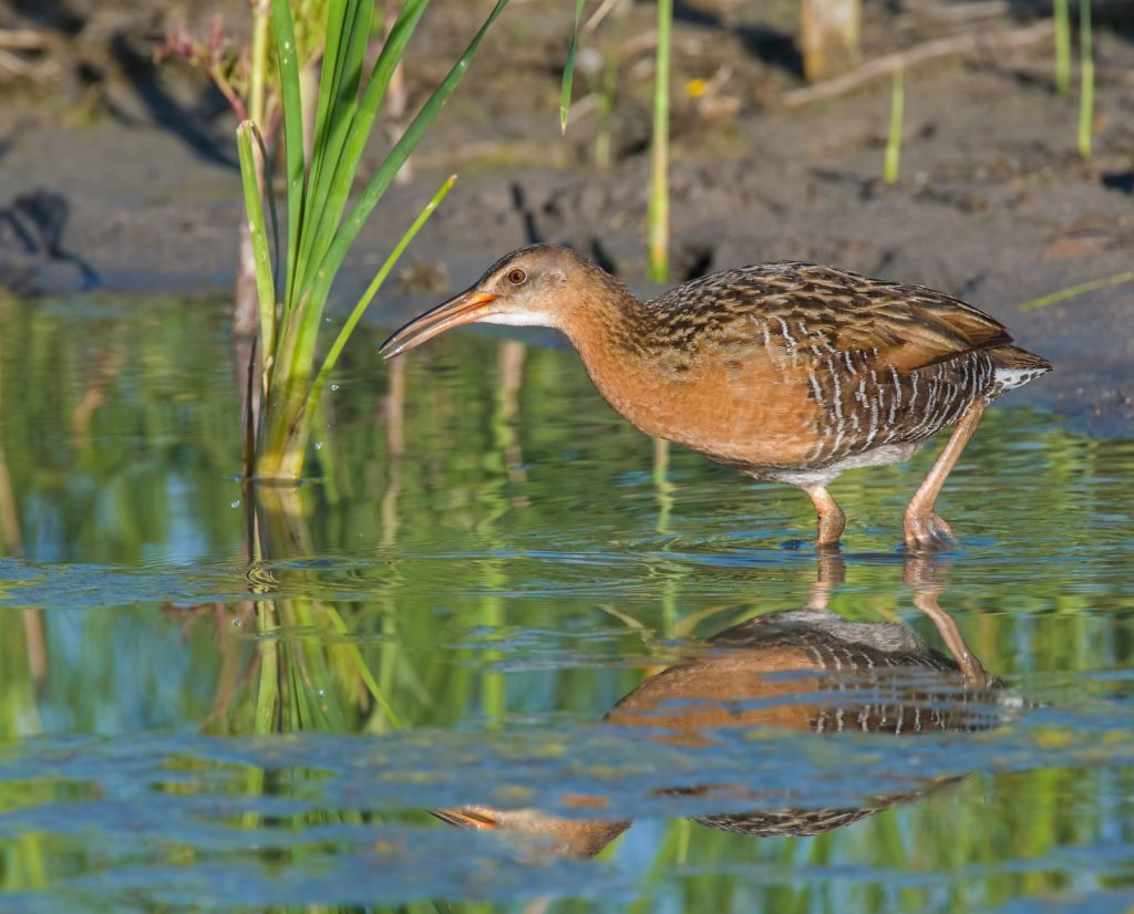 A king rail wades through a mucky wetland.