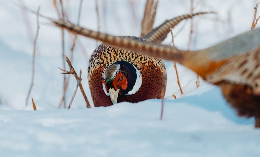 A rooster pheasant on the South Dakota snow. 