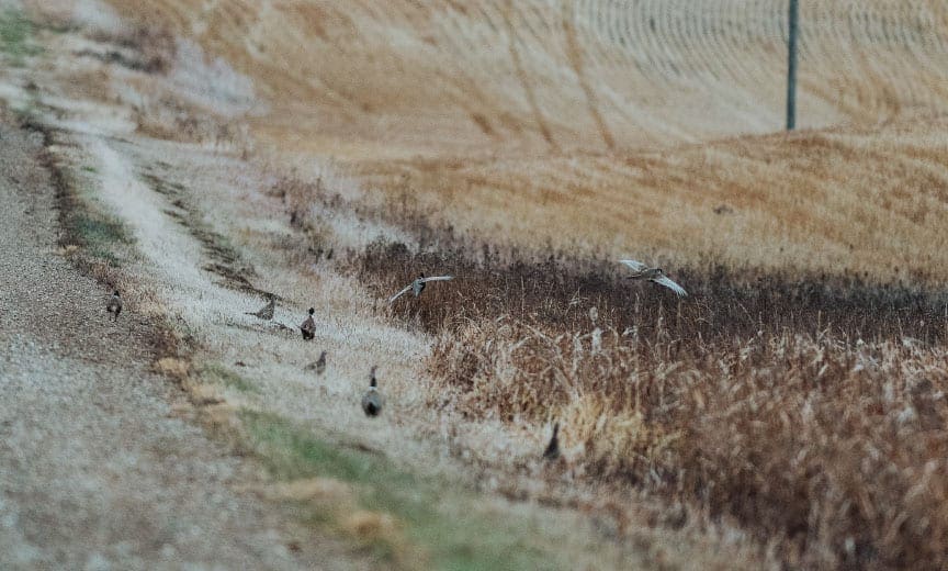 Pheasant along a South Dakota roadside. 