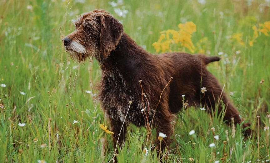 A pudelpointer on point while bird hunting. 