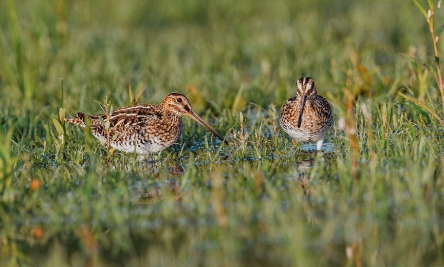 Two Wilson's snipe waling in a marsh.