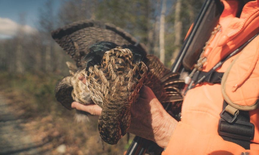 A hunter holds a ruffed grouse
