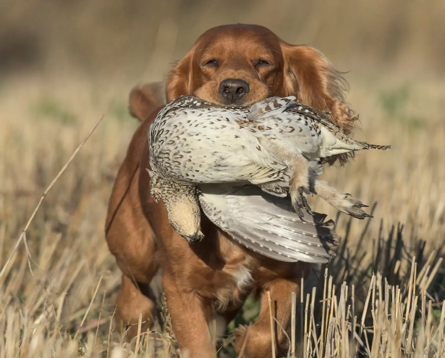 Identify the Difference in Sharp-tailed Grouse and Prairie Chickens