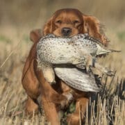 An English cocker retrieves a sharp-tailed grouse while hunting