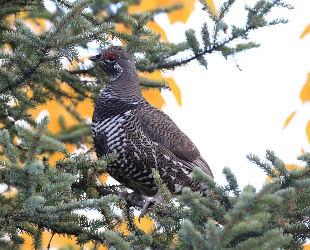 A female spruce grouse in a fur tree. 