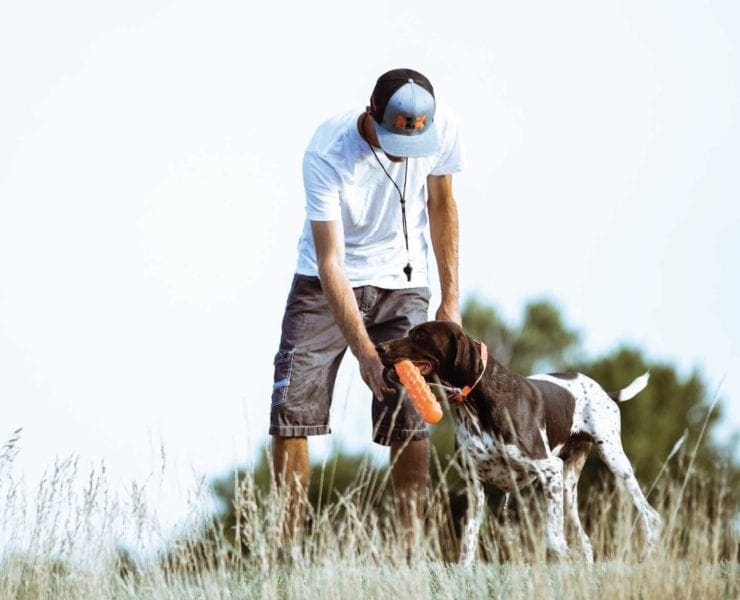 A professional bird dog trainer working with his hunting dog.
