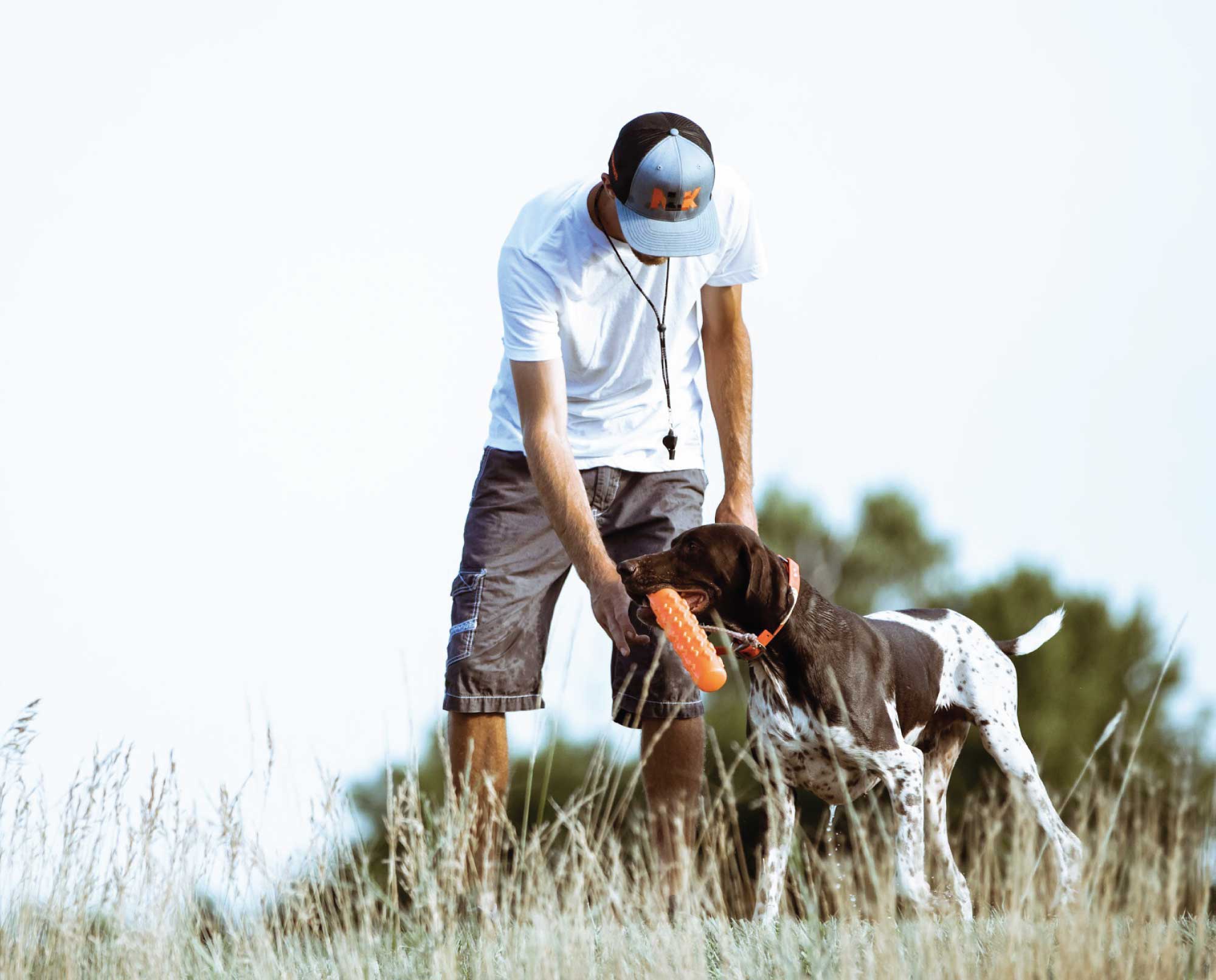 Pheasant store dog training