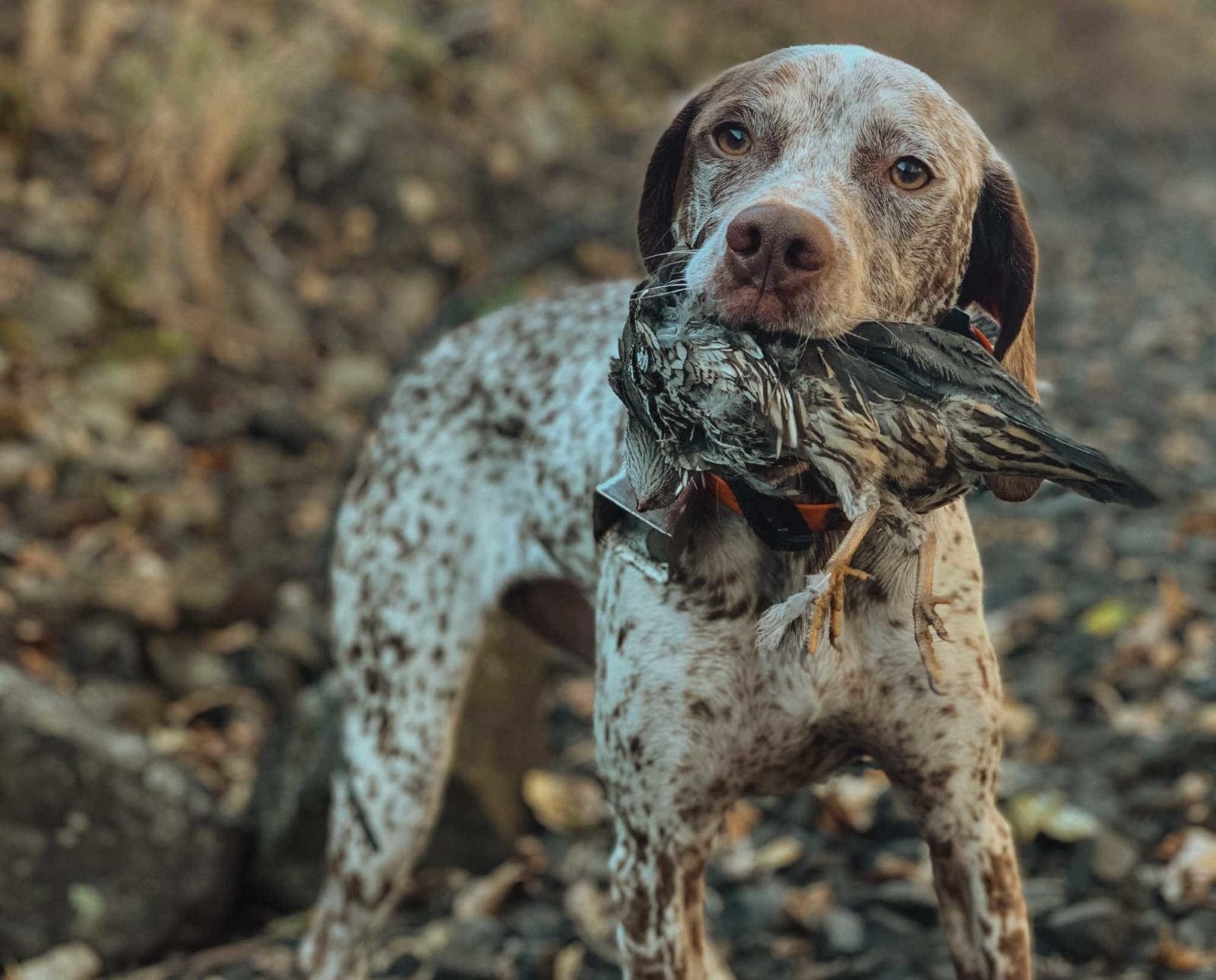 A bird dog retrieves a California quail while hunting