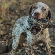 A bird dog retrieves a California quail while hunting